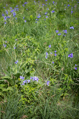 Tradescantia ohiensis