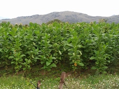 Nicotiana tabacum