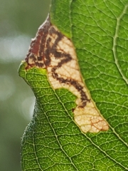 Stigmella salicis