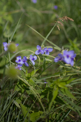 Tradescantia ohiensis