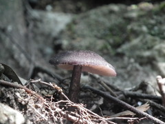 Leptonia