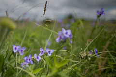 Tradescantia ohiensis