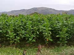 Nicotiana tabacum