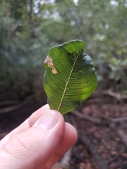 Stigmella salicis
