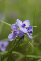 Tradescantia ohiensis