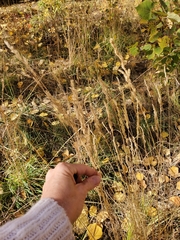 Agrostis stolonifera