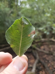 Stigmella salicis