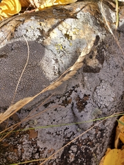 Agrostis stolonifera