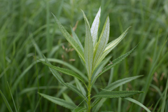 Vernonia fasciculata