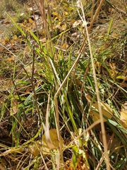 Agrostis stolonifera