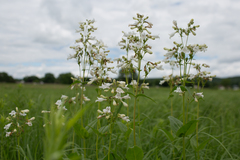 Penstemon digitalis