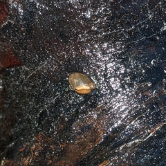 Succinea putris
