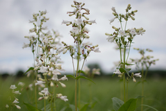 Penstemon digitalis
