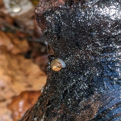 Succinea putris