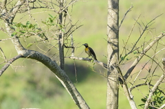 Colaptes campestris campestris