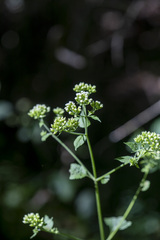 Ageratina aromatica
