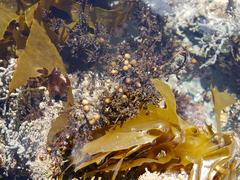 Sargassum scabridum
