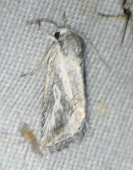 Aleptina junctimacula