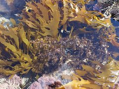 Sargassum scabridum