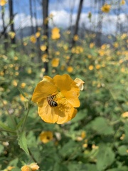 Allowissadula holosericea