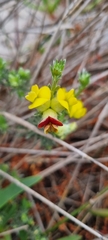 Aspalathus ternata