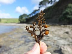 Sargassum scabridum