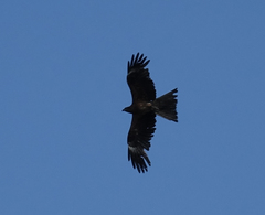 Milvus migrans lineatus