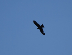 Milvus migrans lineatus
