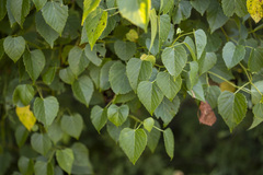 Ampelopsis cordata
