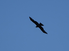 Milvus migrans lineatus