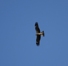 Milvus migrans lineatus