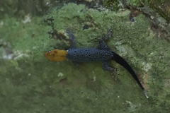 Gonatodes albogularis