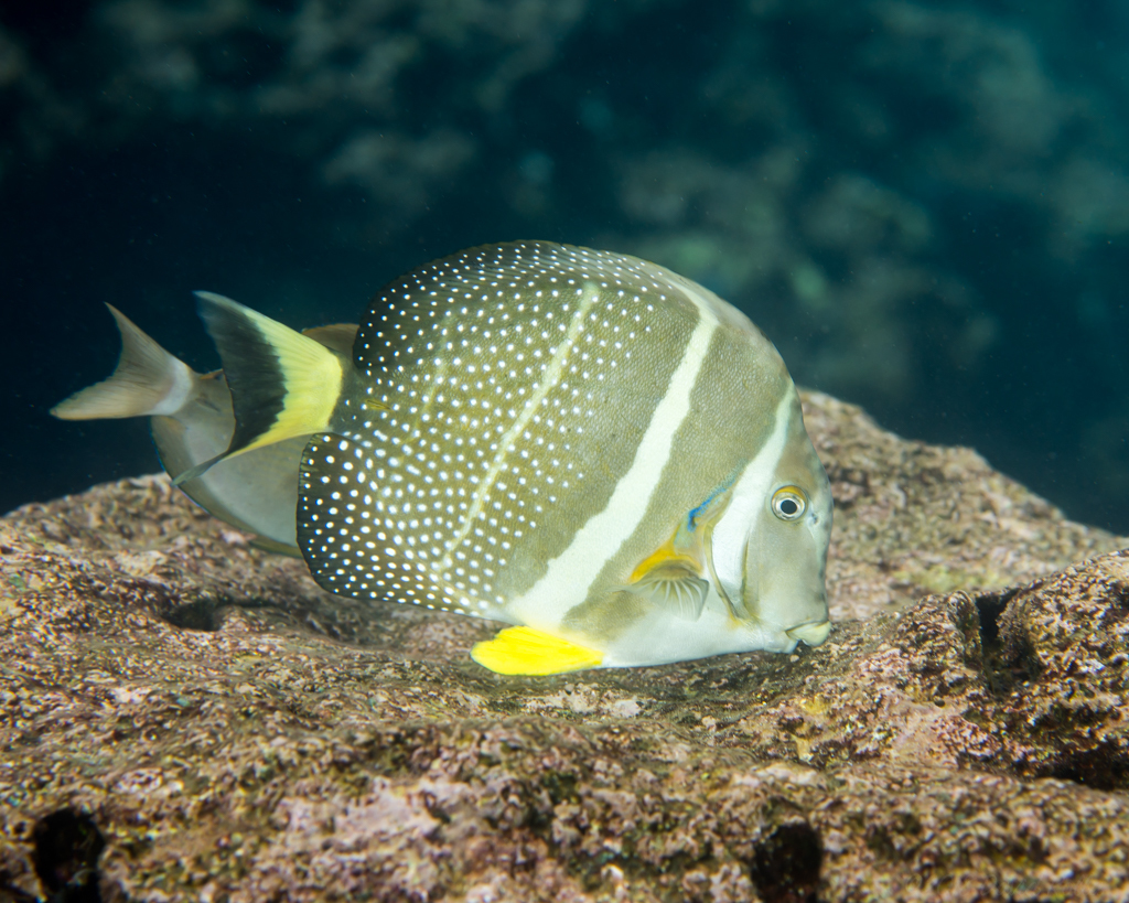 Whitespotted Surgeonfish