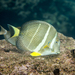 Whitespotted Surgeonfish - Photo (c) David R, some rights reserved (CC BY-NC), uploaded by David R