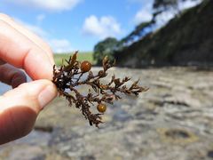 Sargassum scabridum