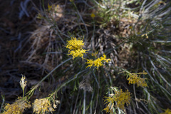 Ericameria nauseosa bernardina