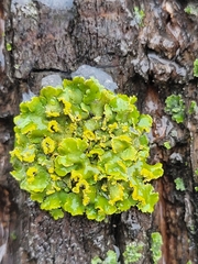 Xanthomendoza fallax