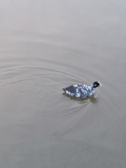 Fulica atra
