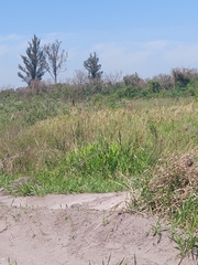 Hedychium coronarium