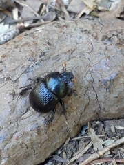 Geotrupes balyi