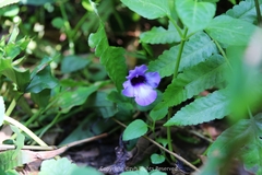 Torenia concolor