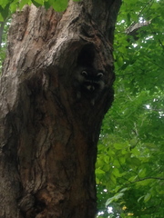 Procyon lotor