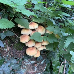 Hypholoma fasciculare