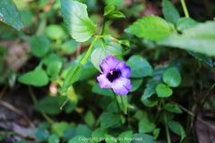 Torenia concolor