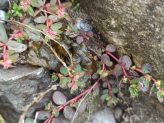 Euphorbia maculata