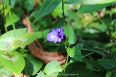 Torenia concolor