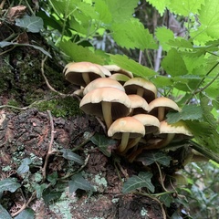 Hypholoma fasciculare