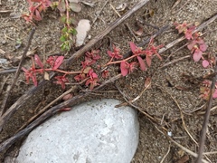 Euphorbia maculata