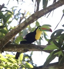 Ramphastos sulfuratus
