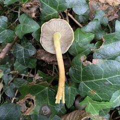 Hypholoma fasciculare